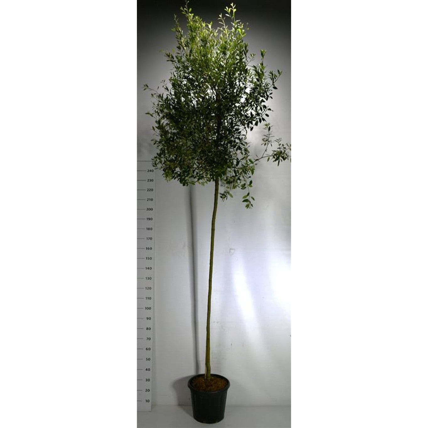 Stenek – Quercus ilex - 200 CM Stem C30